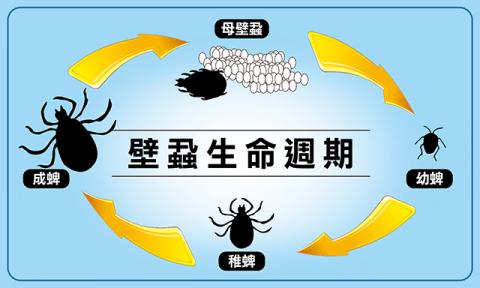 壁蝨是僅次於蚊子最大的疾病傳播病媒